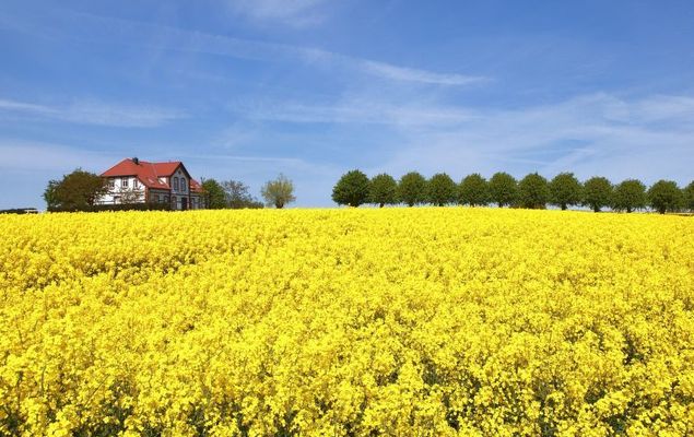 Gollwitzer Park (Insel Poel) - Photo 8